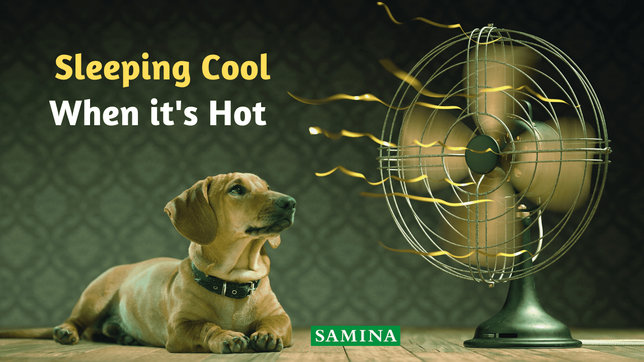 dog-cooling-fan